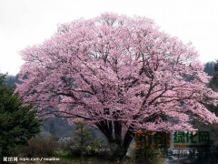 山樱桃种子_山樱桃种子价格_优质山樱桃13943258233图1
