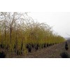 金枝垂柳5-8公分5000棵大苗供应，金枝垂柳价格