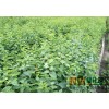 紫丁香80-120  2万株，紫丁香工程苗现货供应