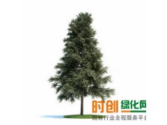 樟子松图1