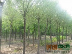 一年生柳树、垂抱109 2万棵，吉林省榆树市换成乡苗圃图1