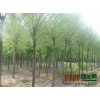 一年生柳树、垂抱109 2万棵，吉林省榆树市换成乡苗圃
