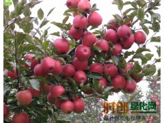 红梨苗_黄桃苗_红肉苹果苗-山东烟台市速丰苗木专业合作社图1
