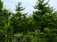 泰安华山松 -泰安华山松,山东白皮松小苗,樱花供应图1