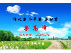 甘肃天水连翘苗从山西连翘苗基地药用俩去年苗培育苗圃采购图1