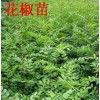 花椒苗-50公分到1米花椒苗 绛县花椒苗 花椒苗基地