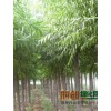 速生柳，品种纯正，速生柳:2-15公分，甘肃省康乐海林苗木园林有限公司