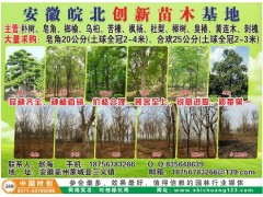 黄连木 城乡绿化彩叶风景树 黄连木苗木 1-2年生营养杯苗图2