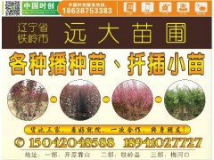 垂榆，紫叶风箱果球，珍珠绣线菊球，辽宁铁岭远大苗圃 倪佐远15042048588图2