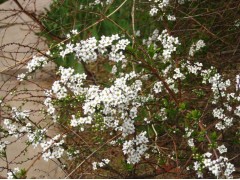 【珍珠绣线菊】_珍珠绣线菊价格.辽宁铁岭远大苗圃 倪佐远15042048588图1