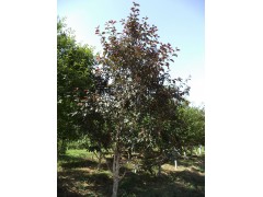 紫叶稠李 丛生紫叶稠李 落叶乔木 风景树 枝条粗壮 客户选树图1