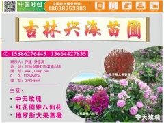 玫瑰，玫瑰原产地，规格全，数量大，质量优，玫瑰，适应性强图1
