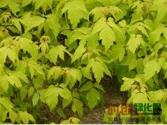 金叶复叶槭,金叶复叶槭小苗,金叶复叶槭工程苗，吉林兴海苗圃图1