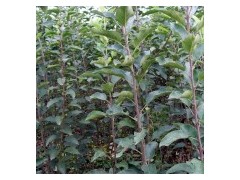 苹果苗 矮化苹果苗 珍珠苹果苗 乔化苹果苗图1