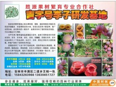 地接金叶榆_地接金叶榆价格,金叶榆扦插苗和地接苗的区别?吉字号李子研发基地图2