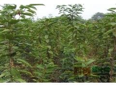 吉林樱桃苗,吉林樱桃苗基地,樱桃树,吉林樱桃树，15843263966图1