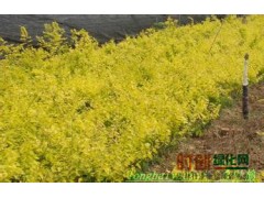 密枝红叶李5万钵、金叶榆小苗10万、金叶榆接穗45万段，吉字号李子研发基地图1