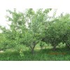 杏树4-7公分10000棵、2.5-5公分柳树2万株，五常市绿川园艺场