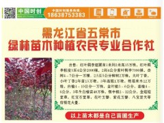 偃伏莱木12万墩，五常市绿川园艺场，王丽娟13503642900五常市绿川园艺场图2