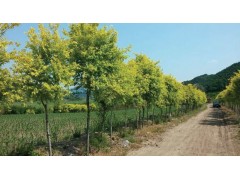 金叶榆3-6公分，垂榆4-6公分，3年生白榆苗40万株，五常市绿川园艺场图1
