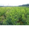 洛阳刺槐，洛阳刺槐基地，洛阳刺槐价格，洛阳市宜阳县荣泰苗木公司