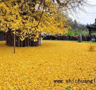 最美古树名木：长安观音禅寺唐太宗手植古银杏