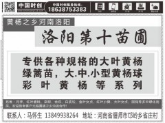 洒金柏20-50cm价格，洒金柏小苗，洛阳洒金柏培育基地图2