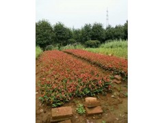 南京全勇苗圃图2