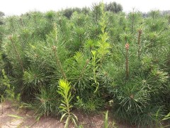 吉林樟子松-营养杯2-4年-吉林樟子松批发 -吉林樟子松批发图1