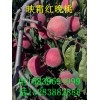 映霜红晚桃