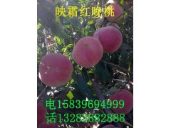 映霜红晚桃_映霜红晚桃供应_优质映霜红晚桃批发基地图2