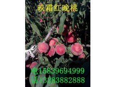 映霜红晚桃_映霜红晚桃供应_优质映霜红晚桃批发基地图1