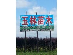 龙丰果图3