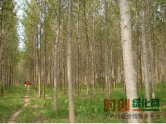 意杨图1