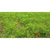 20-60的枣树价格★枣树苗|枣树苗木|枣苗|大枣苗|山东枣树苗