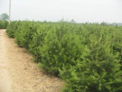 华山松_华山松价格_辽宁华山松_华山松小苗-华山松小苗价格网图1