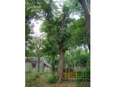 三角枫，五角枫@(三角枫)供应三角枫种子 辽宁省三角枫种子，大三角枫价格图1