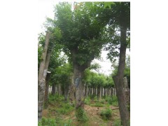 九角枫_九角枫价格13941460002法立君，九角枫大树、辽宁九角枫图1