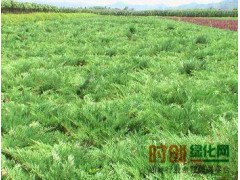 沙地柏 辽宁沙地柏 营口沙地柏 出售沙地柏，辽宁省营口市鲅鱼圈区木森林苗圃图1