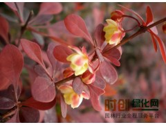 紫叶小檗_紫叶小檗价格，专供紫叶小檗，优质紫叶小檗，紫叶小檗树图1