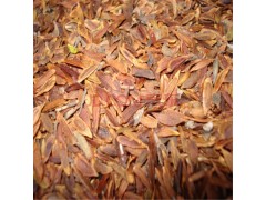 常年售接骨木种子，接骨木种子价格62.00元/斤,长白山池北区古城苗木基地图1