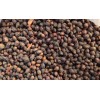 纯正种子红豆杉种子，红豆杉种子_红豆杉种子价格表，13894359897