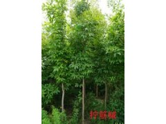 拧筋槭，槭树苗_拧筋槭树苗_拧筋槭树苗价格，崧杉苗圃图1