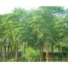 栾树苗木价格,河北省,那里有北栾树,15至18公分