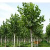 雄县景竣苗木花卉种植有限公司专供各类园林绿化工程苗