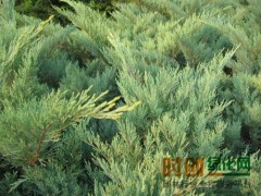 沙地柏@沙地柏种植基地，沙地柏供应，河北沙地柏，定州宏达园林图1