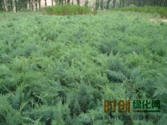 沙地柏@沙地柏种植基地，沙地柏供应，河北沙地柏，定州宏达园林图2