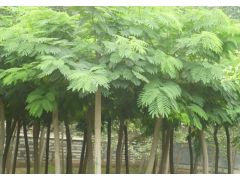 河北省苗木种子供应,红枣种子,海棠种子,杜梨种子,国槐种子,合欢种子图1