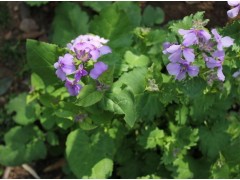 河北二月兰种子，提供各种苗木花卉、花草、种子、培育苗,各种工程苗木种子图1