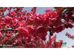 八棱海棠树,八棱海棠树苗,八棱海棠种子,国槐种子,出售栾树种子,出售国槐种子图1